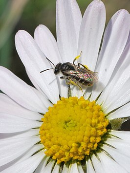 Andrena tiaretta