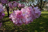 Prunus × sieboldii 'Beni-yutaka'. Một trong những giống được chọn cho Giải thưởng Garden Merit của Anh Quốc.