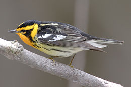 Narancstorkú lombjáró (Dendroica fusca)