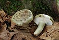 !Lactarius blennius!