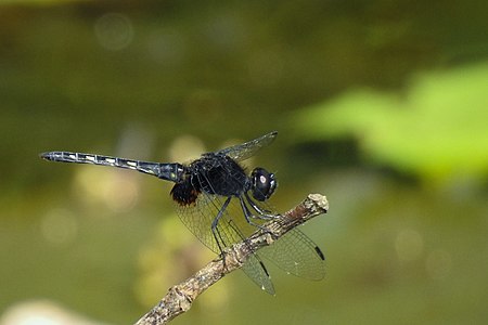 Indothemis limbata (ആൺതുമ്പി)