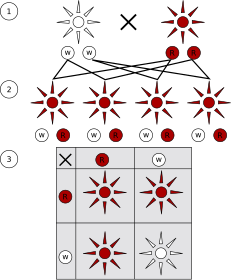 Première et deuxième lois : 1 - Croisement de pois à fleurs rouges avec des pois à fleurs blanches (tous deux homozygotes pour ce trait, WW et RR). 2 - Génération F1 : tous les individus sont rouges car l'allèle rouge est dominant et le blanc est récessif). Alors que les parents étaient tous deux homozygotes (respectivement WW et RR), toute la F1 est hétérozygote (RW). 3 - Génération F2 : les formes rouges et blanches montrent un rapport de 3:1.