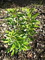 Myrica californica