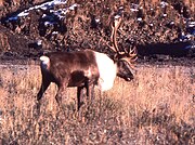 Osborn's caribou