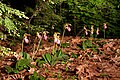 Cypripedium acaule