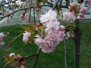 Japansk kirsebær (Prunus serrulata), her sorten 'Kiku-shidara-sakura'.