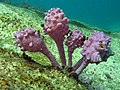 Pyura spinifera