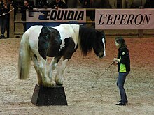 Cheval noir et blanc montant sur un plot.