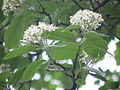 Sorbus aria