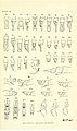 Appendages a dorsal, b profile, 1.Synthemis eustalacta male, 2.Synthemis tasmanica male, 4.Synthemis macrostigma male