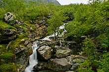 Un ruisseau traversant une forêt de bouleaux.