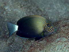 Acanthurus maculiceps