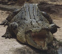 Crocodylus porosus