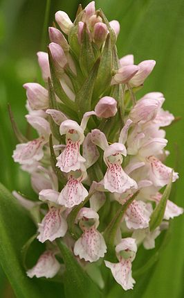 Vleeskleurige orchis