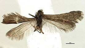 Heterobathmia pseuderiocrania