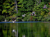 Mallards in Flight - Harriman State Park