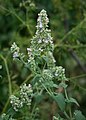 (Nepeta cataria)