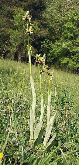 Ophrys sphegodes 090506.jpg