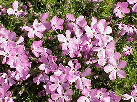 Phlox diffusa