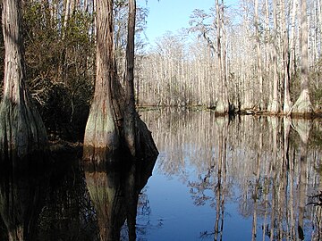 Cors Okefenokee