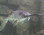 American paddlefish